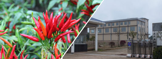 �t̫ꖸ���������������6�f����SHU��