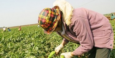 ������������ժ