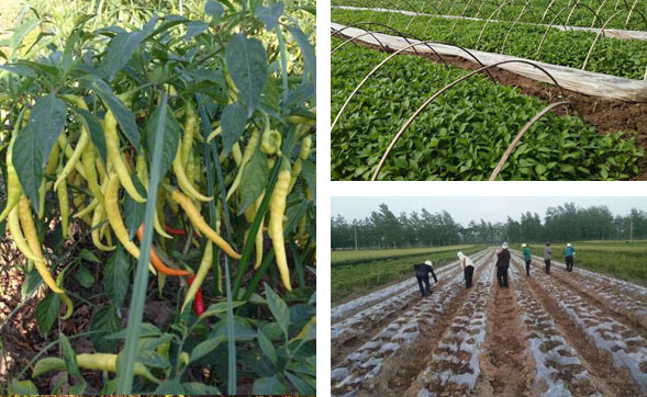 ���������l(f��)�Ј�(ch��ng)