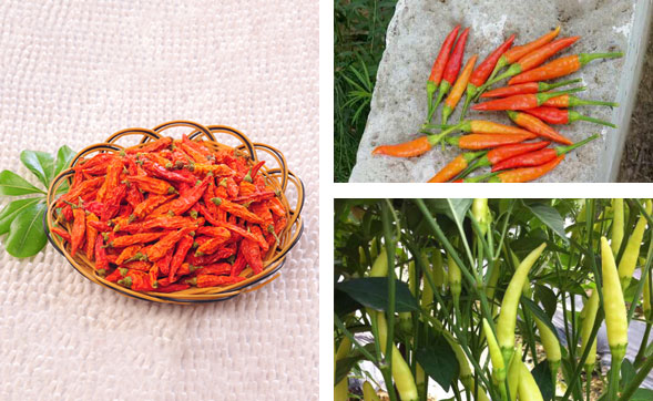 ���������l(f��)�Ј�(ch��ng)