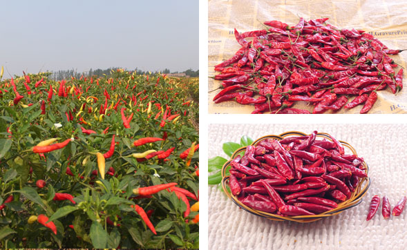 ���������l(f��)�Ј�(ch��ng)