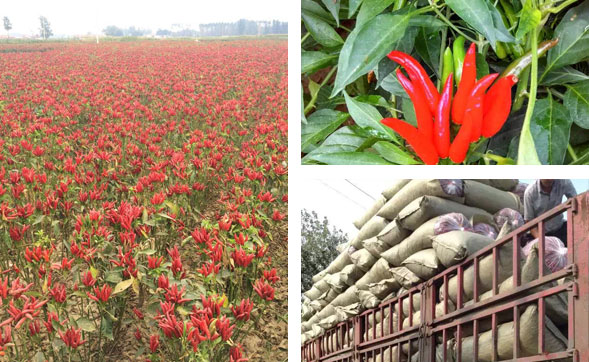 С�׽����l(f��)