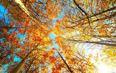 ���������l(f��)